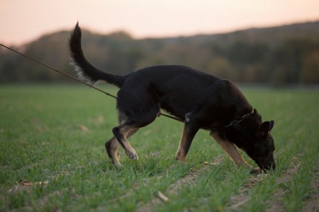 7. Martina Mečiarová a Delon Linhart